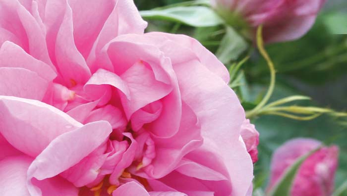 Damask Rose