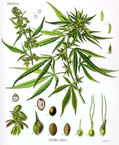 Cannabis Sativa
