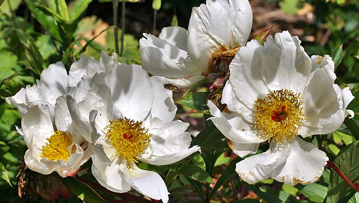 Peony