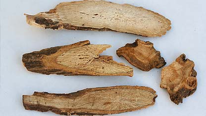 Peony Root