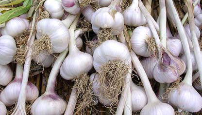 Garlic