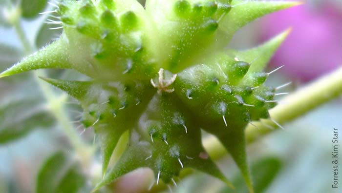 Tribulus terrestris