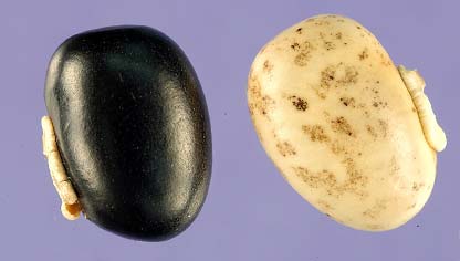 Mucuna pruriens seed