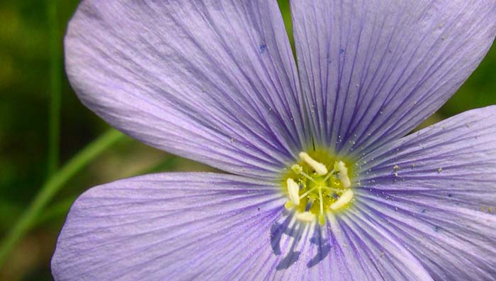 Herbs with sex hormone-like chemicals