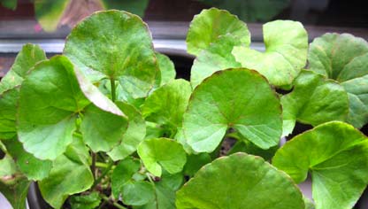 Hydrocotle asiatica