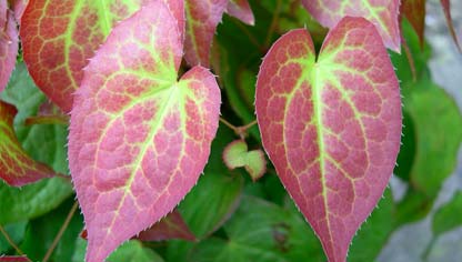 Epimedium grandiflorum