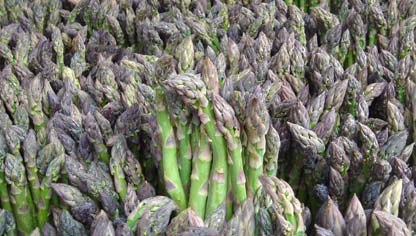 Asparagus racemosus