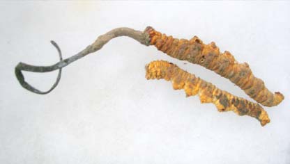 Cordyceps sinensis