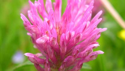 Trifolium pratense