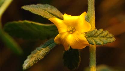 Turnera diffusa