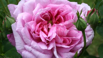 Damask rose