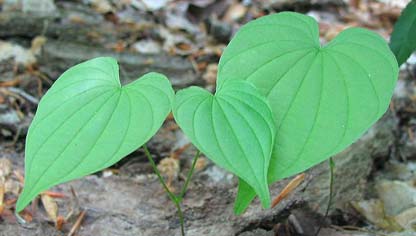 Dioscorea villosa