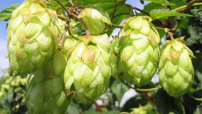 Humulus lupulus