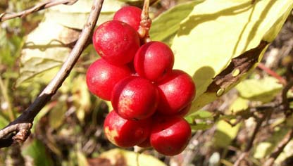 Schizandra chinensis