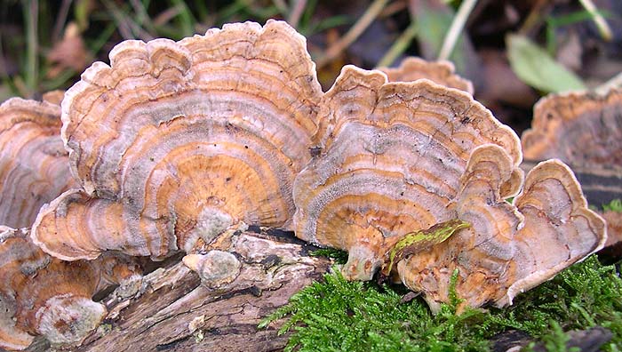 Medicinal Mushrooms