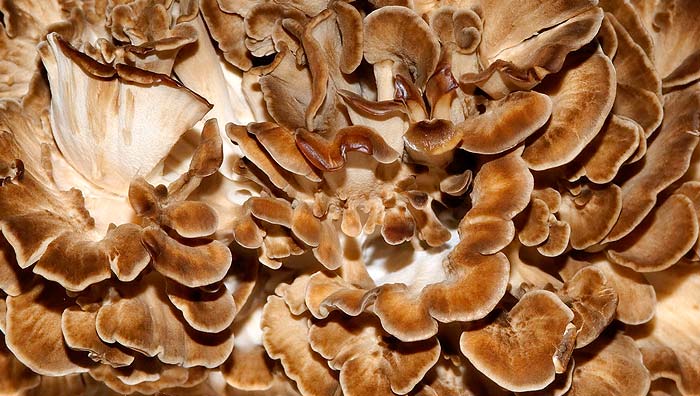 Hericium erinaceuse