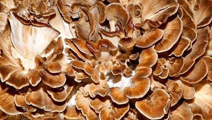 MAITAKE