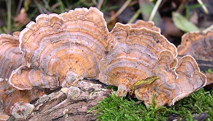 TURKEY TAIL